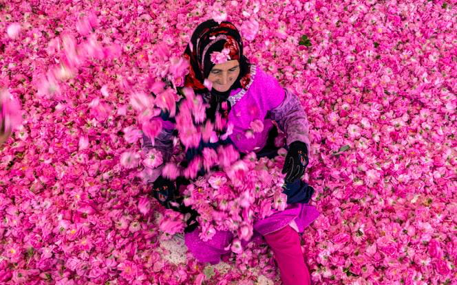 Rose de Damas de M'Gouna : origine, bienfaits et usages en cosmétique