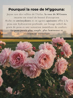 Moroccan Rose de M’Gouna blooming in the Atlas Valley, highlighting antioxidant-rich botanical skincare benefits for hydration, soothing and radiant skin.