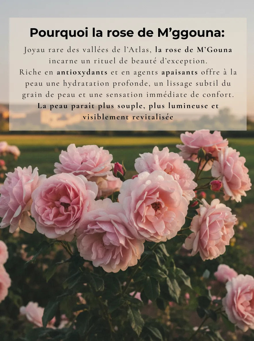 Moroccan Rose de M’Gouna blooming in the Atlas Valley, highlighting antioxidant-rich botanical skincare benefits for hydration, soothing and radiant skin.